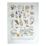 Botanical board 20s Poisonous