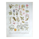 Planche botanique années 20 Vénéneuses