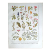 Botanical board 20s Poisonous