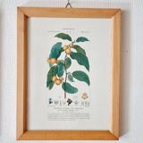 Lot de 5 cadres gravures botaniques ancienne