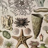 Lithograph on oceanography - 1900