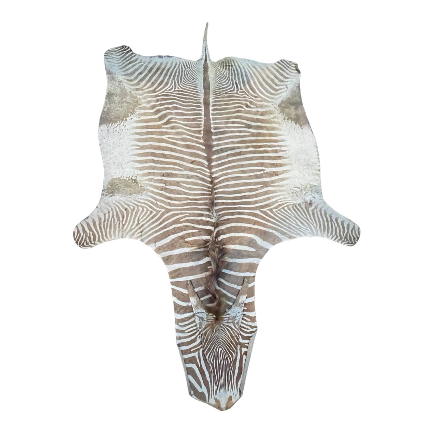 Zebra Skin, Floor Rug / Wall Tapestry, ca 1950