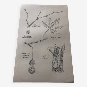 Plane tree botanical poster