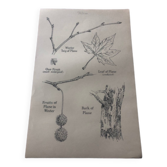 Plane tree botanical poster