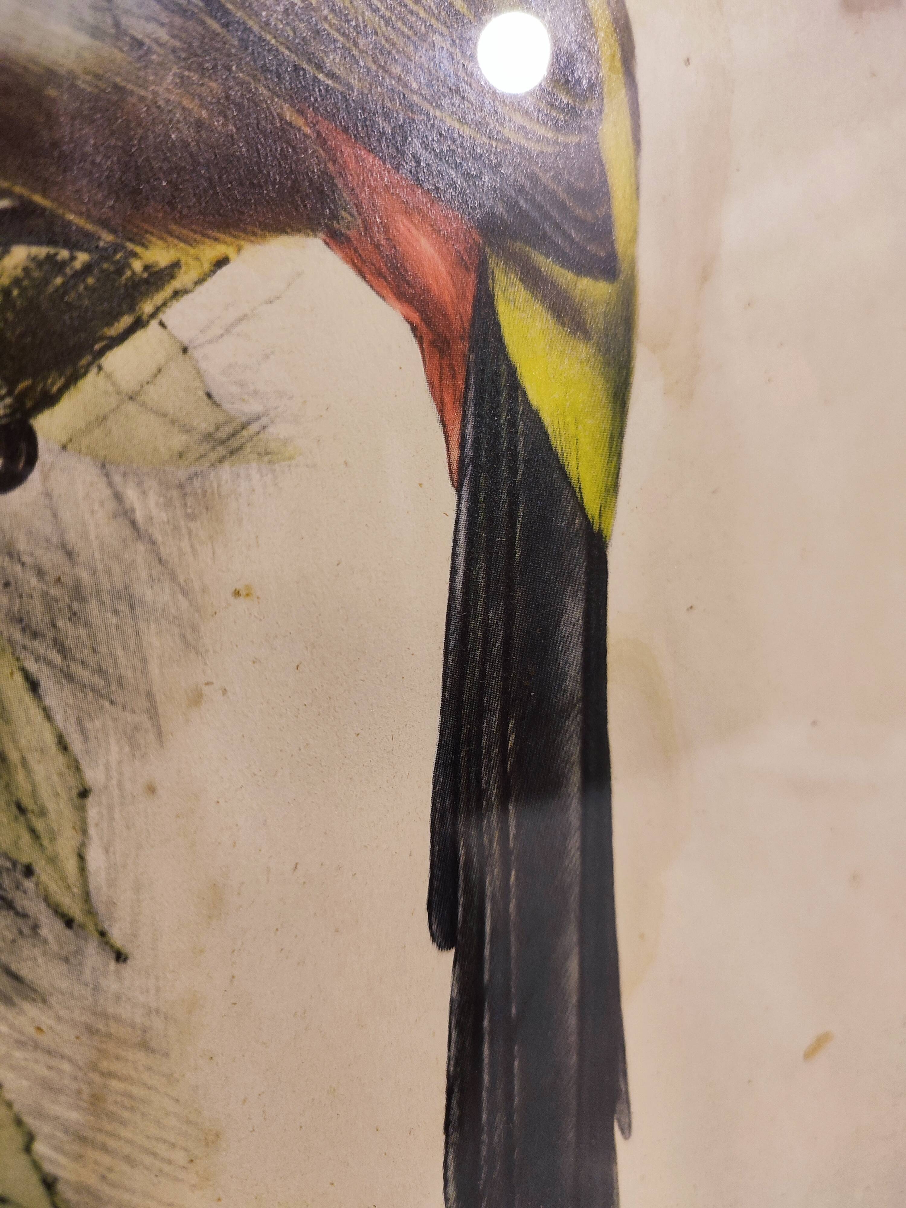 Gould lithograph enhanced hand Toucan Araçari