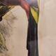 Gould lithograph enhanced hand Toucan Araçari