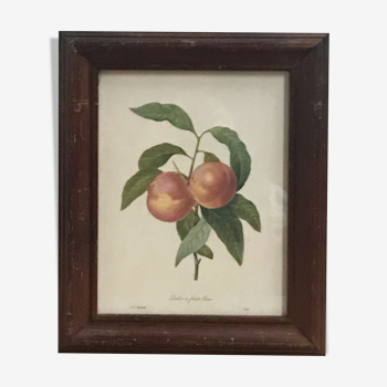 Framed botanical board PJ Redouté