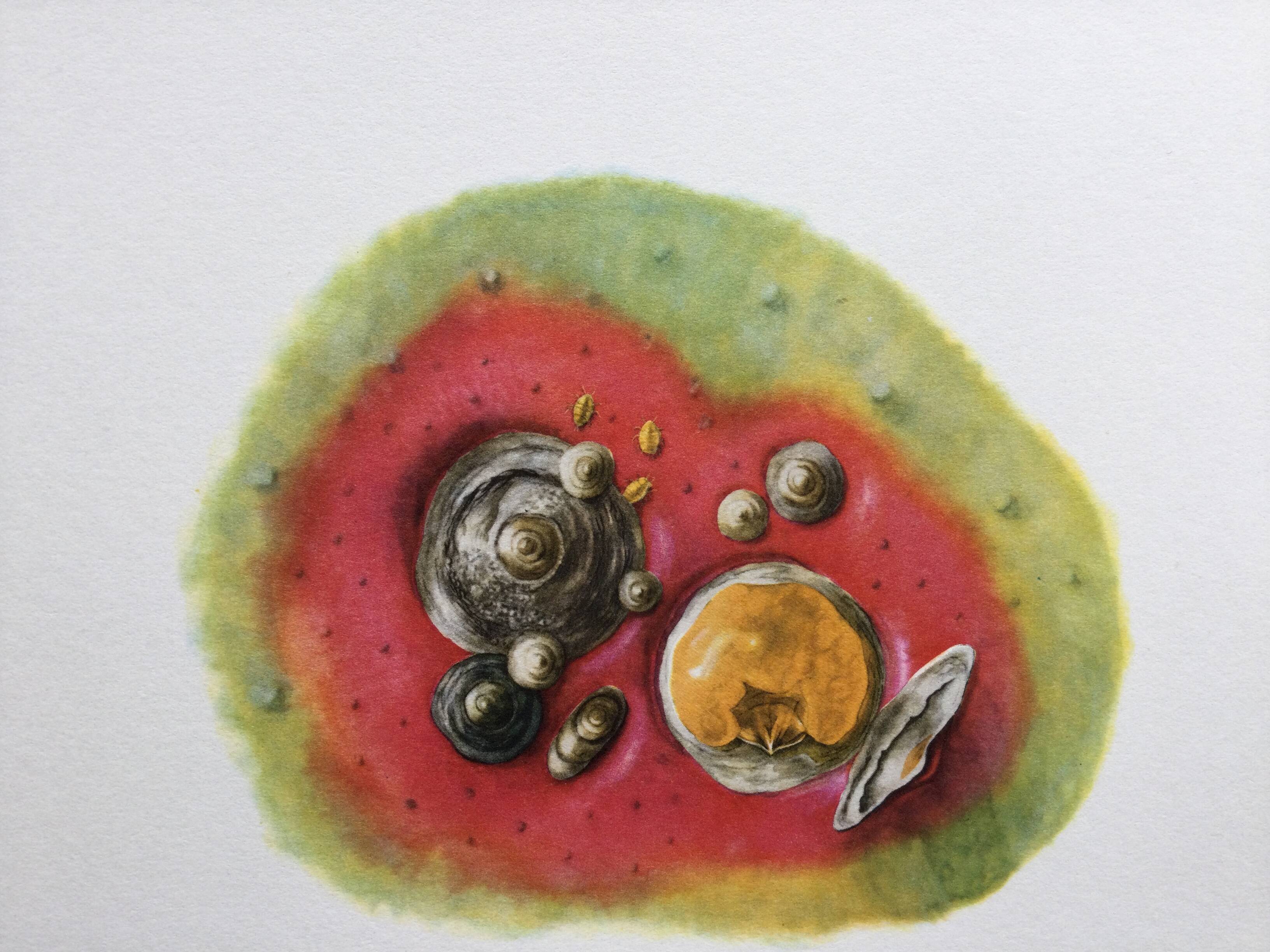 Botanical poster 'Insects' Antique illustration, 1960s