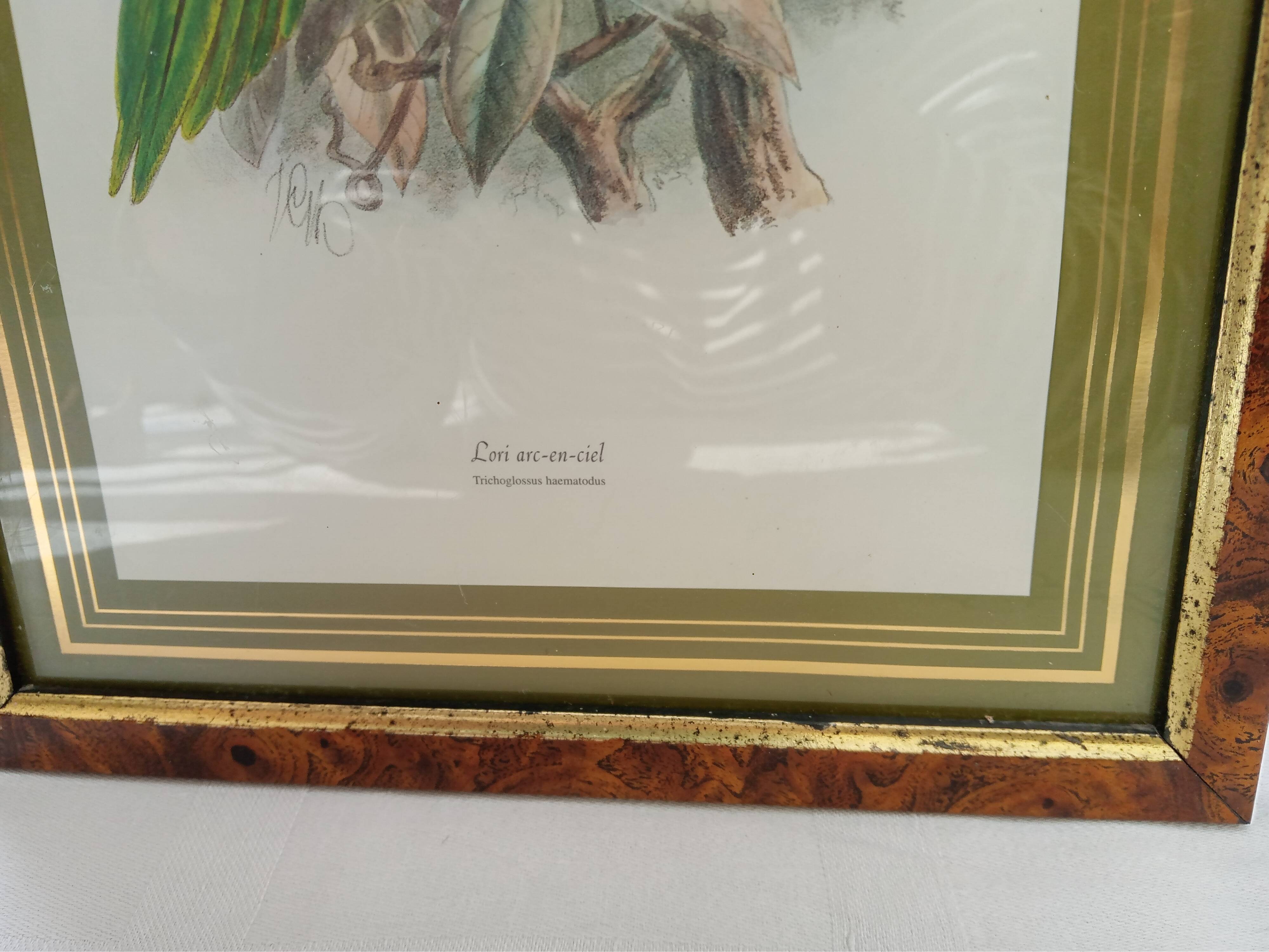Tableau oiseau Lori