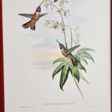 Set of 7 chromolithographs birds 50s