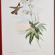 Lot de 7 chromolithographies oiseaux années 50