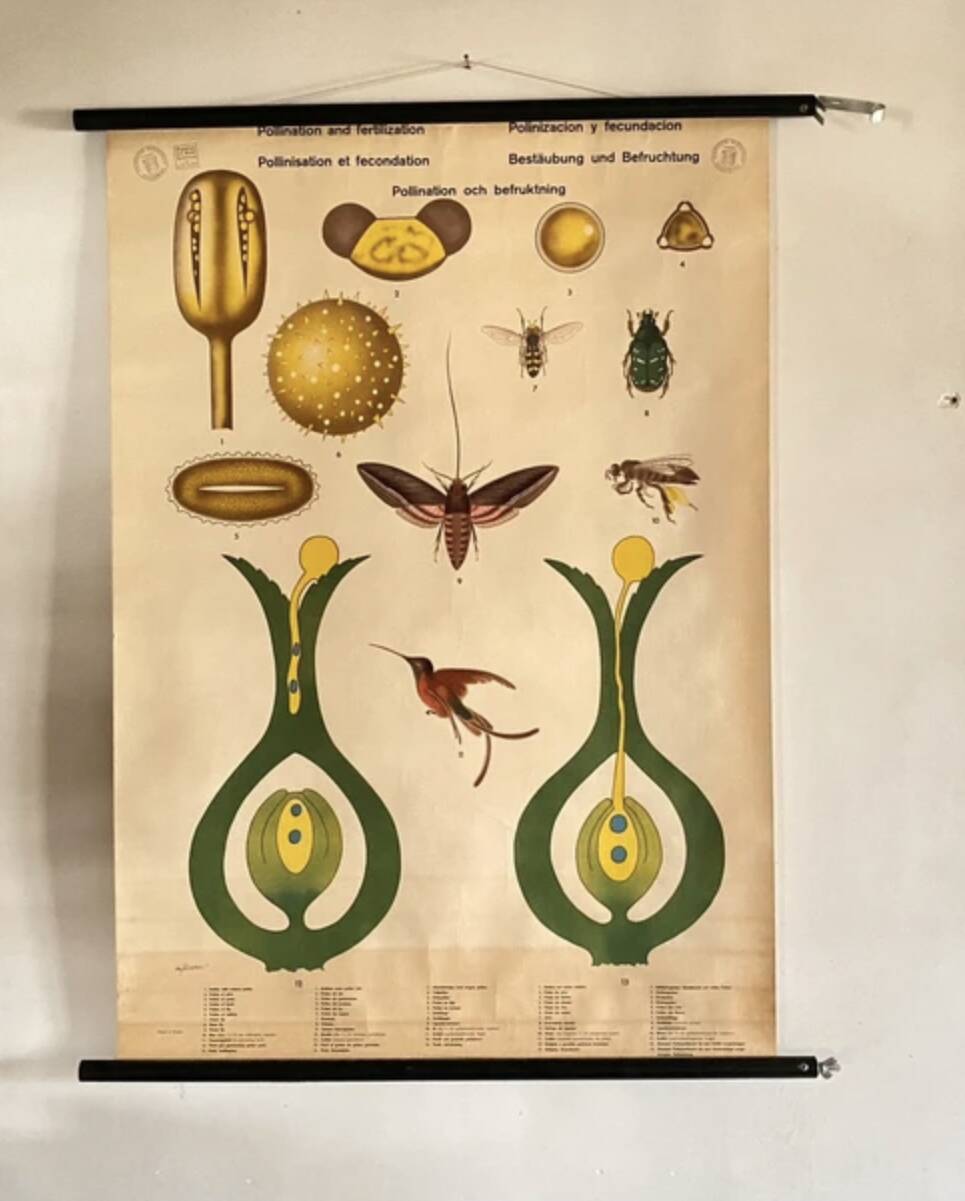 Botanical Poster: Pollination and Fertilisation