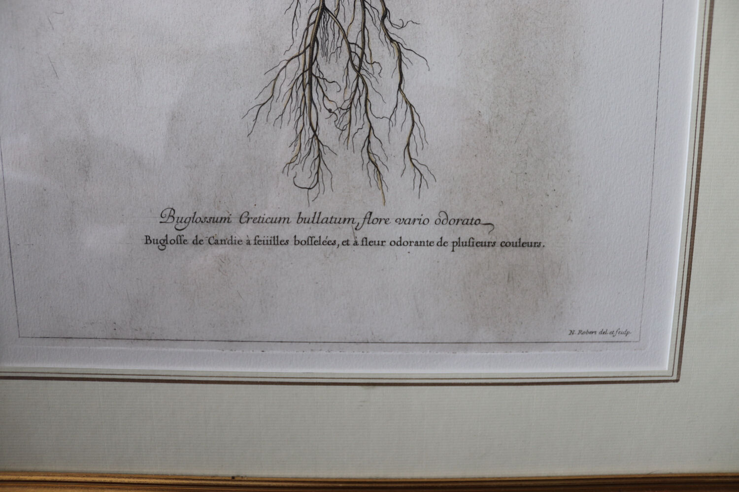 Framed botanical print of butterflies – Buglossum Creticum