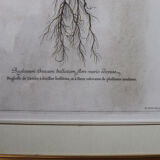 Framed botanical print of butterflies – Buglossum Creticum