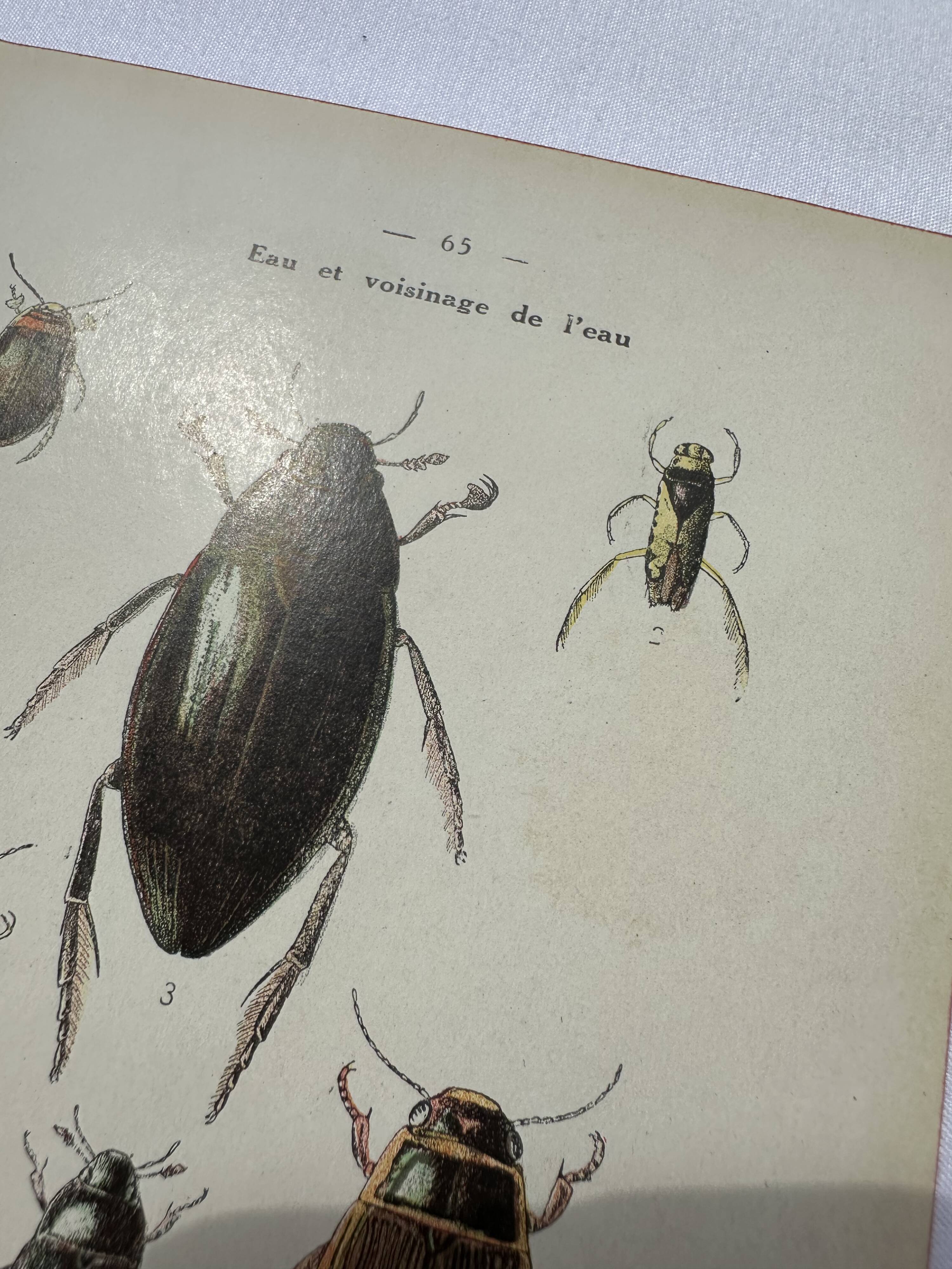 Botanical engraving old naturalist plate France