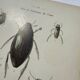 Botanical engraving old naturalist plate France