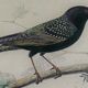 Ornithological plank "The Starling... Louisiana - The Baltimore" Buffon 1938