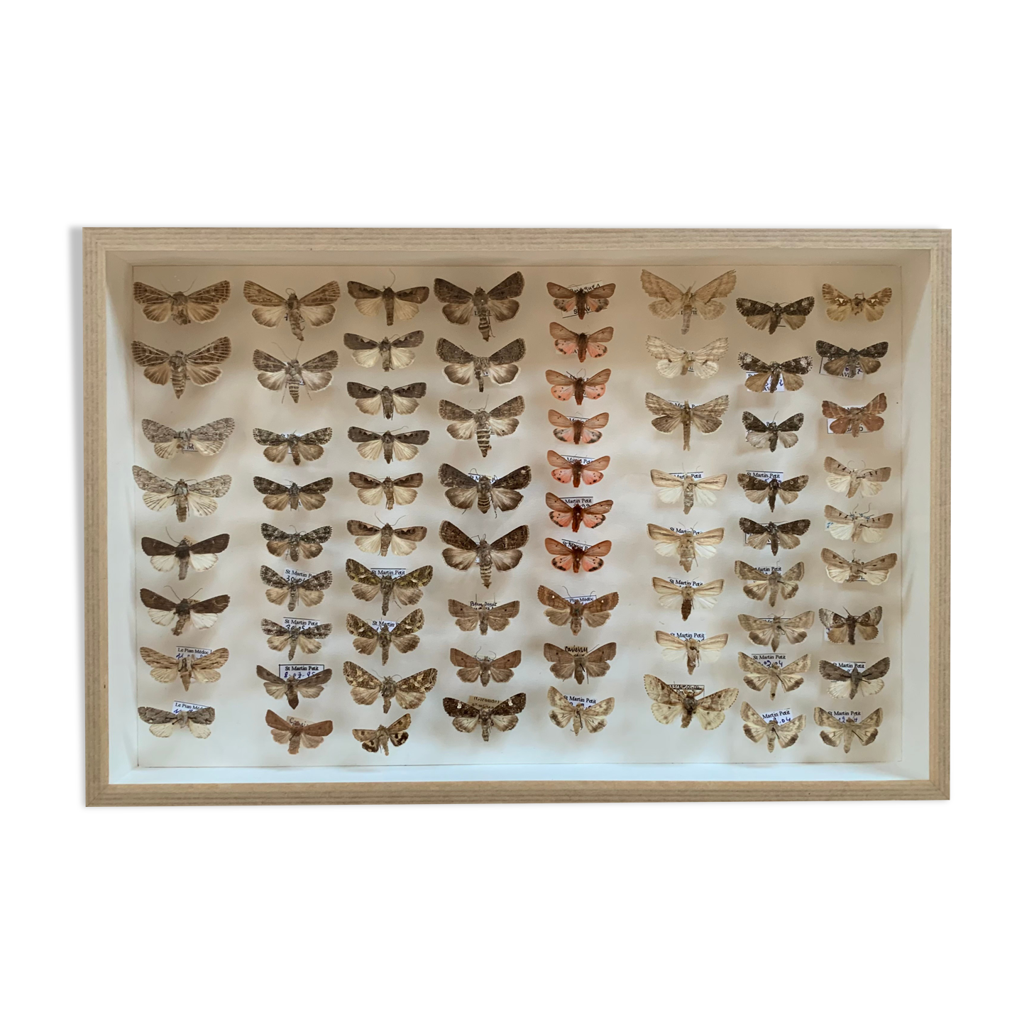 Butterfly frame stuffed under glass