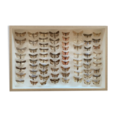 Butterfly frame stuffed under glass