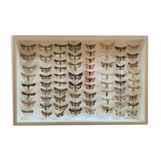 Butterfly frame stuffed under glass