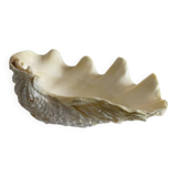 Holy water clam shell - 20x13x5 cm - Natural - 700g