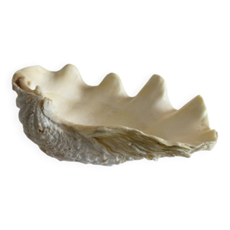 Coquillage bénitier - 20x13x5 cm - Naturel - 700g