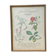 Planche botanique "Formule de gargarisme astringent"