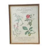 Planche botanique "Formule de gargarisme astringent"