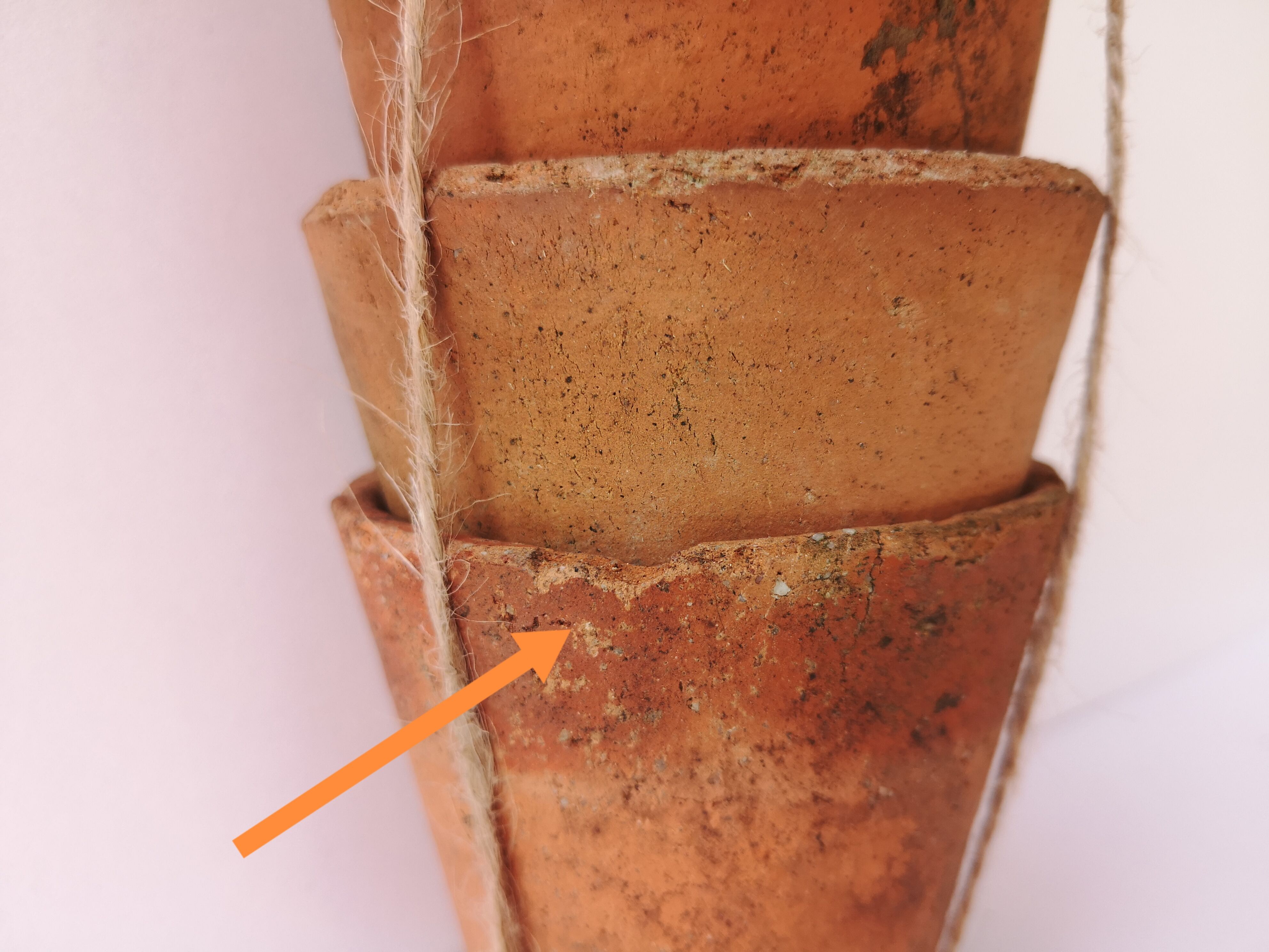 Terracotta seedlings