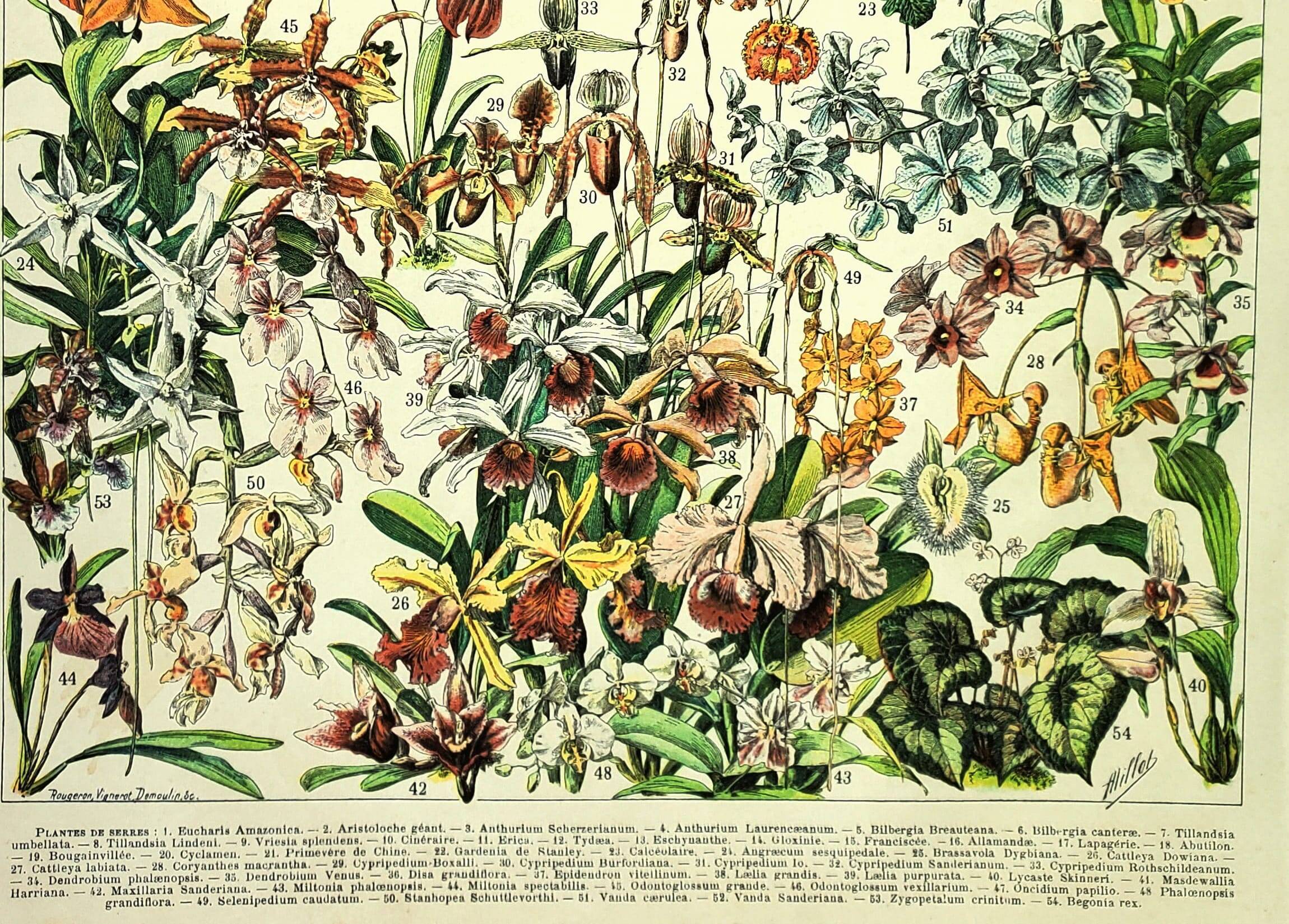 Botanical engraving 1897 A. Millot - Flowers and plants 3