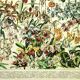 Botanical engraving 1897 A. Millot - Flowers and plants 3