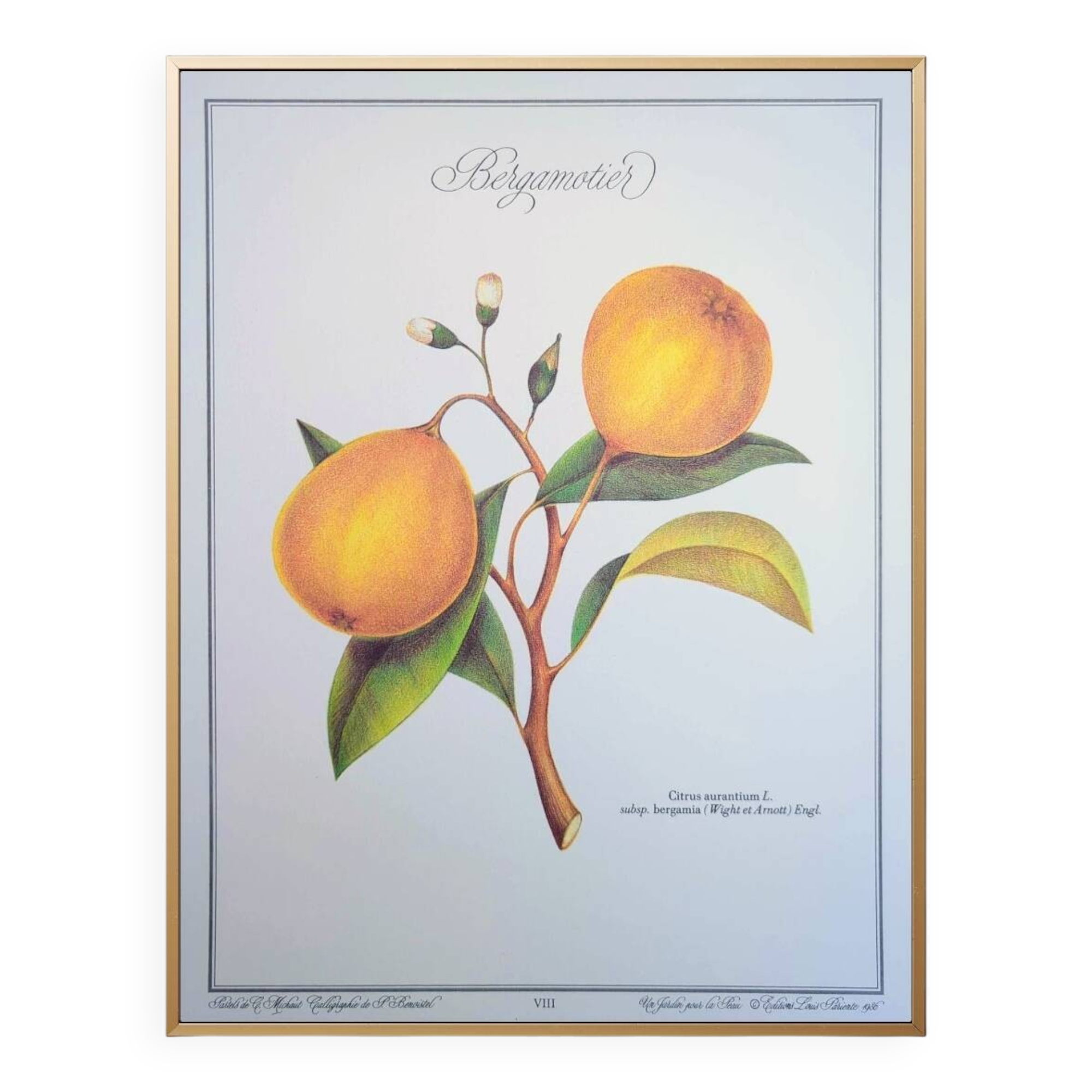 Printed in 1986, the bergamot tree. Vintage Botany.