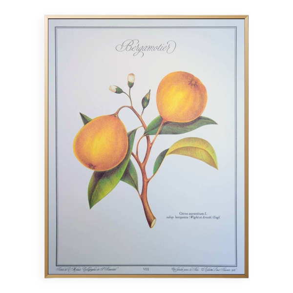 Le bergamotier, imprimée en 1986 — Beyit