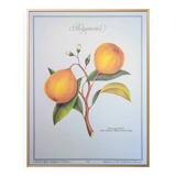 Printed in 1986, the bergamot tree. Vintage Botany.