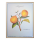 Printed in 1986, the bergamot tree. Vintage Botany.