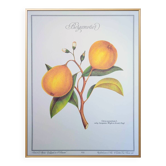 Printed in 1986, the bergamot tree. Vintage Botany.