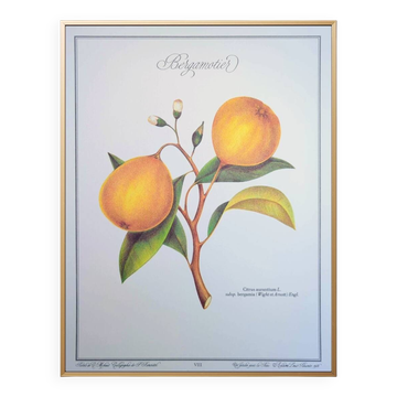 Printed in 1986, the bergamot tree. Vintage Botany.