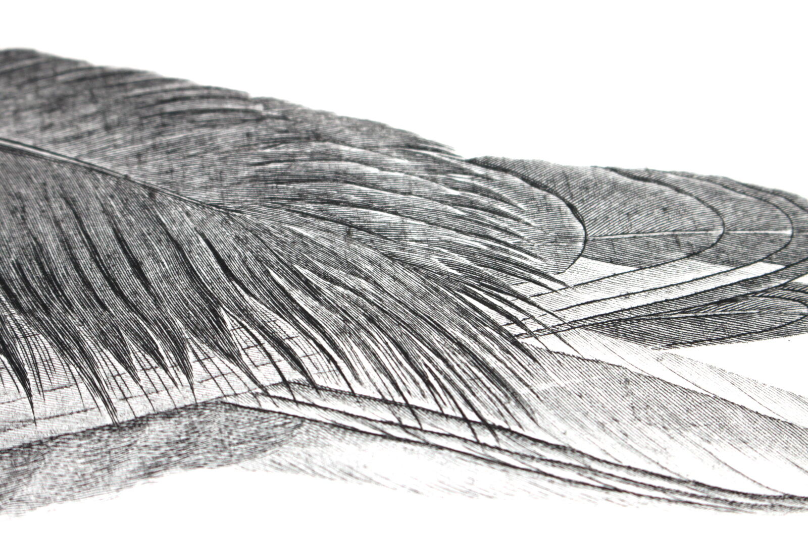 Engraving birds - chalcography of the louvre original. de redouté - ibis sacré and ibis noir