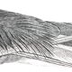 Engraving birds - chalcography of the louvre original. de redouté - ibis sacré and ibis noir
