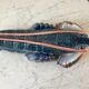 Homard en barbotine vintage