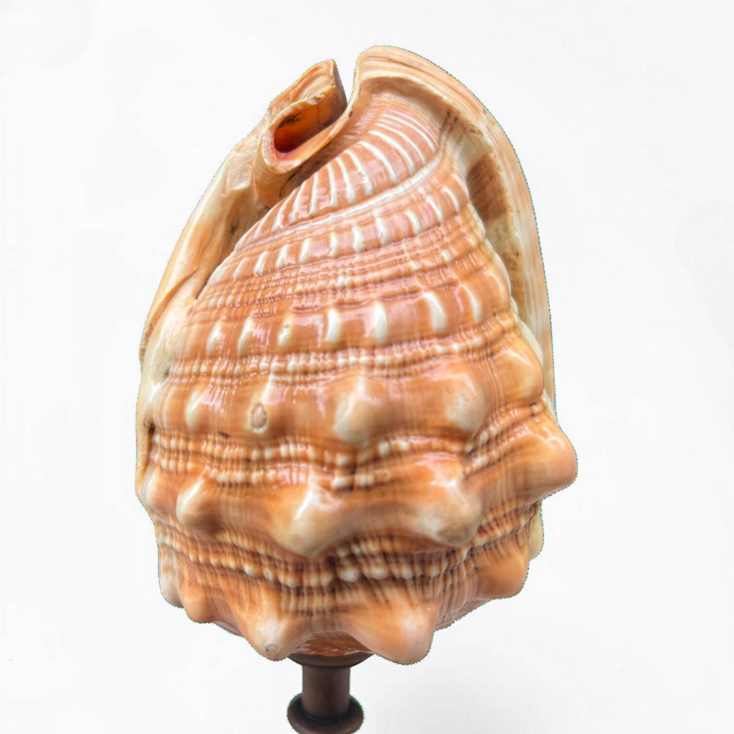 Red helmet shell conch on turned wooden base 19th century