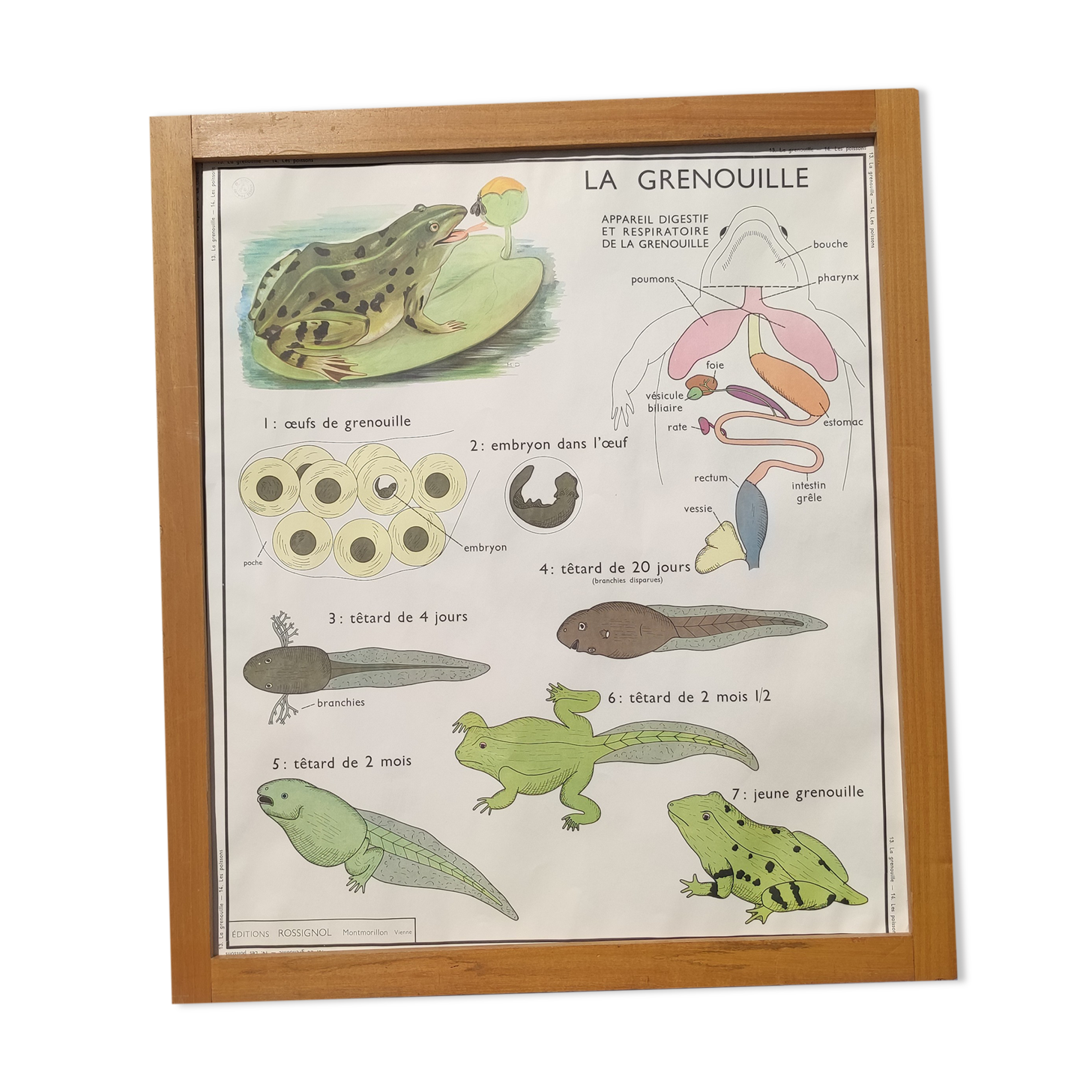 Educational poster of school frog and perch