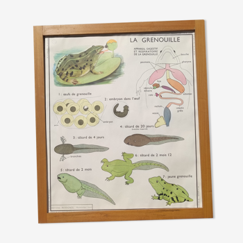 Educational poster of school frog and perch