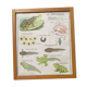 Educational poster of school frog and perch