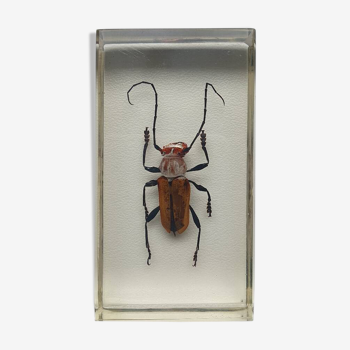 Resin inclusion insect - COLEOPTER TO IDENTIFY Curiosity - No. 26