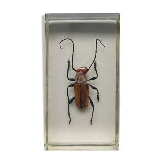 Resin inclusion insect - COLEOPTER TO IDENTIFY Curiosity - No. 26