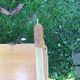 Rattan shelf