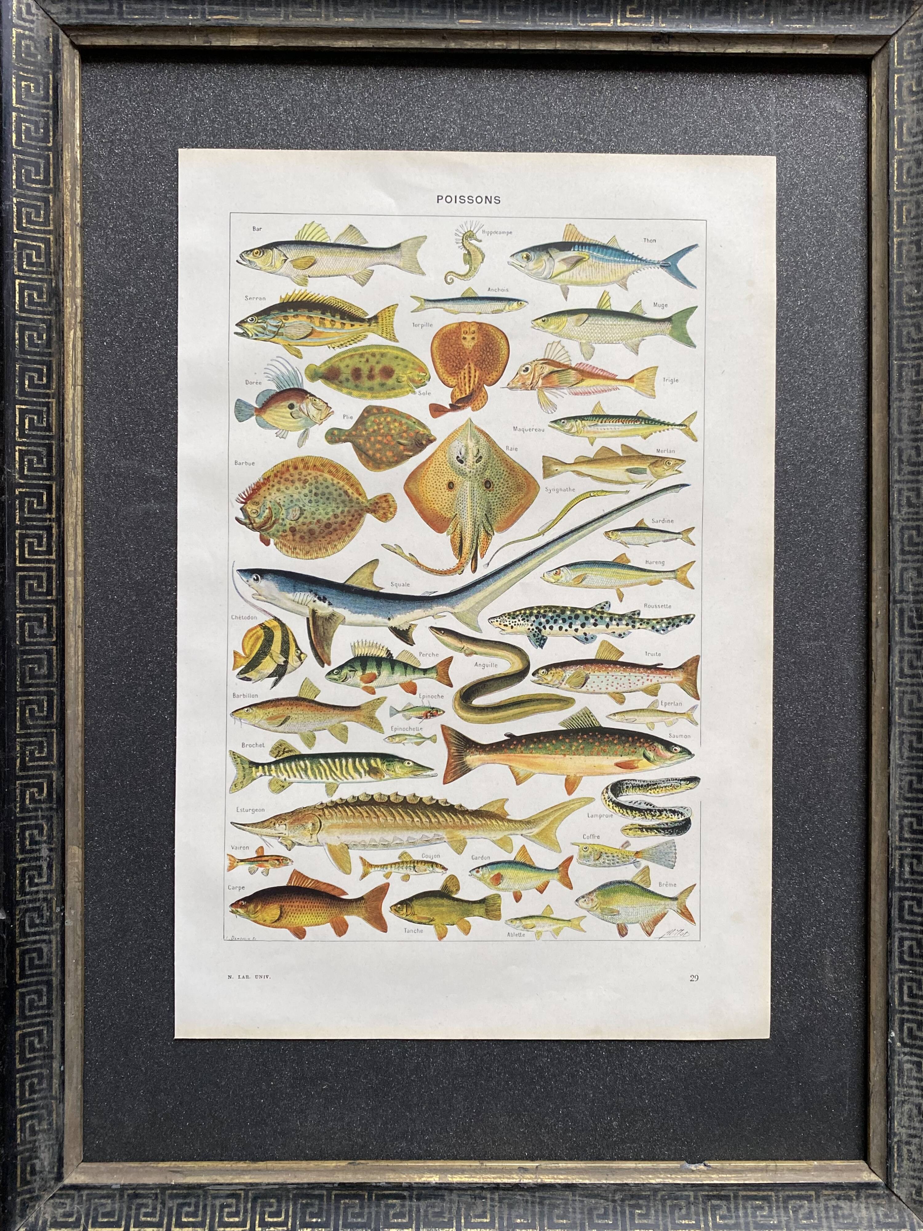 Old illustration Millot "fish"