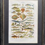 Old illustration Millot "fish"