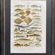 Old illustration Millot "fish"